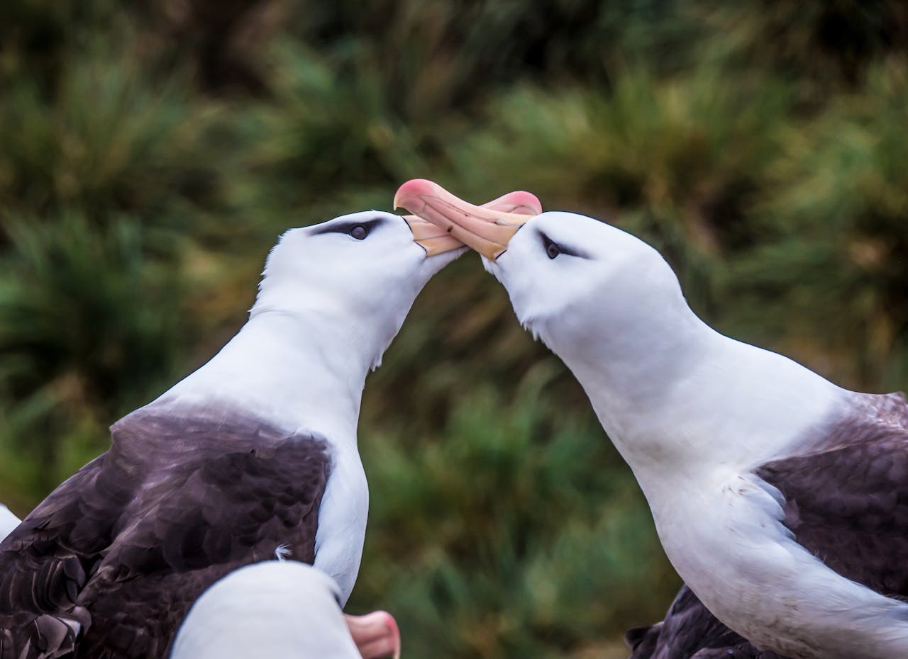 Behind the Lens: Magnificent seabird colonies at West Point Island, in the Falklands