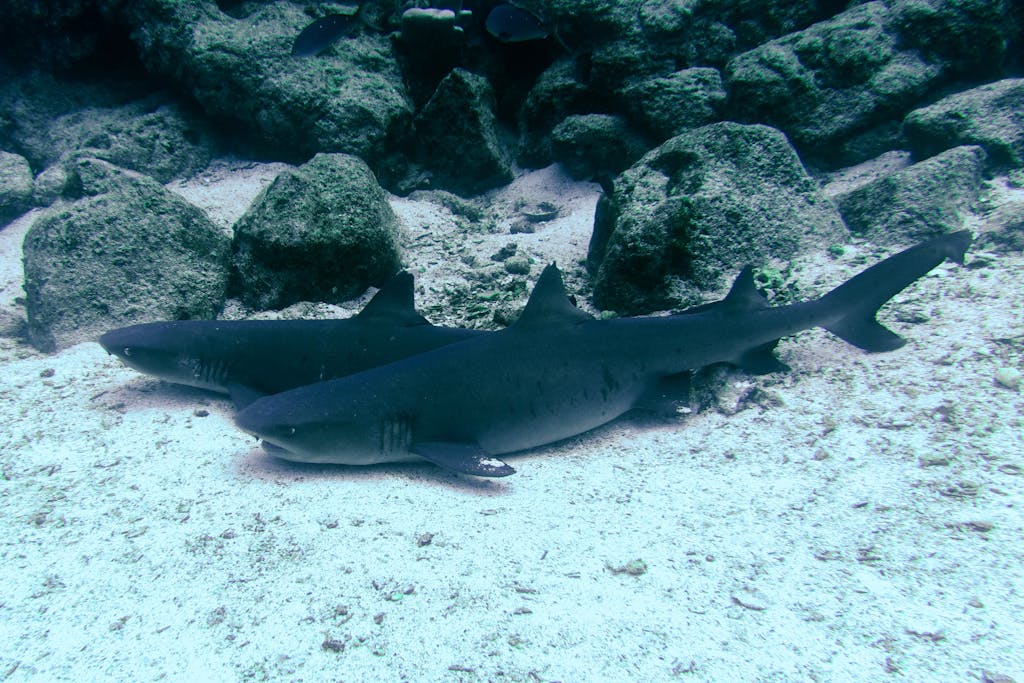 Behind the Lens: On Bartolomé Island, the Grace of Whitetip Reef Sharks