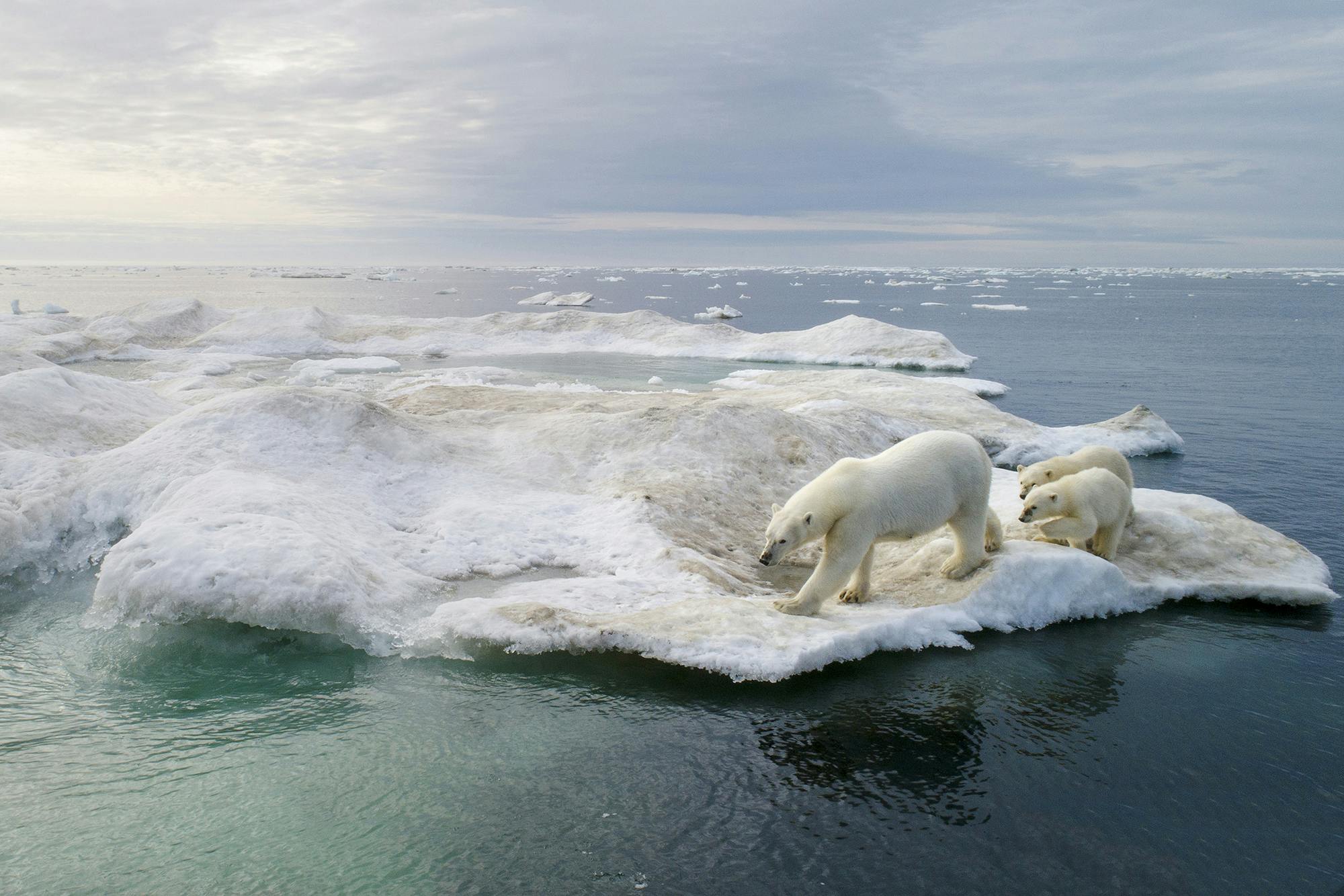 Behind the Lens: Photographing Polar Bears