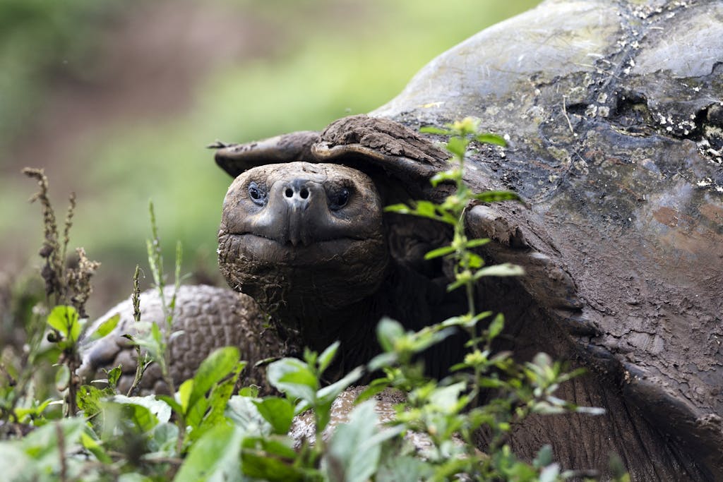 Behind the Lens: Slowing Down With the Galápagos Giant Tortoise