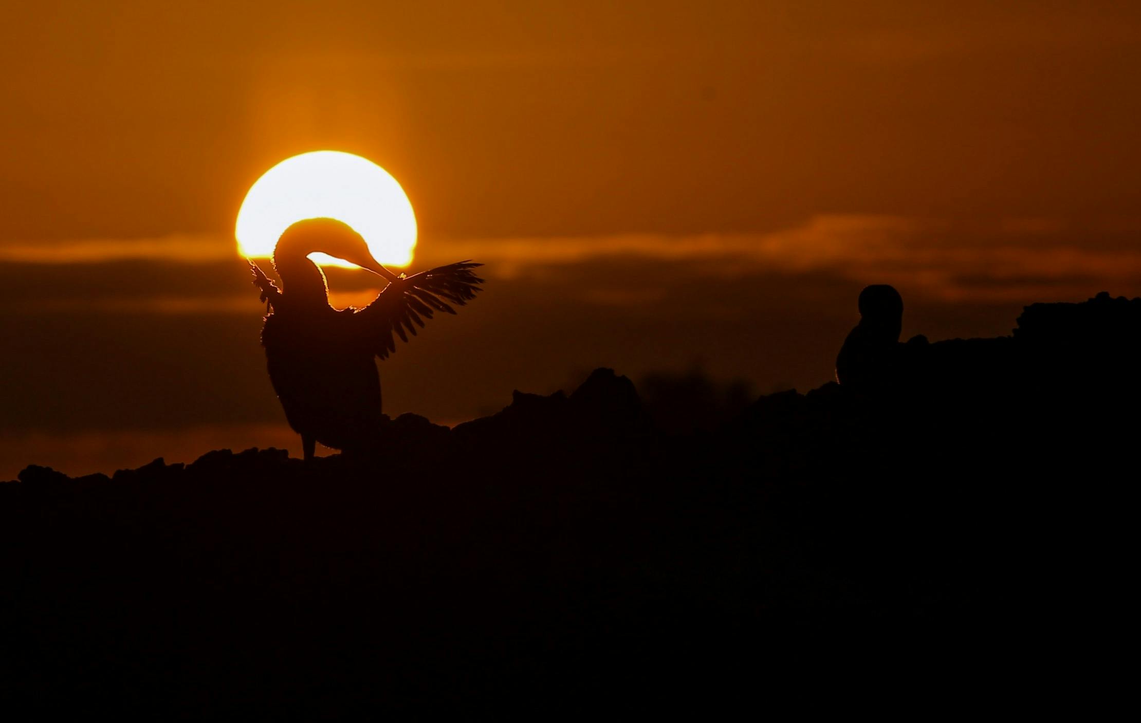 Behind the Lens: Swimming with Curious Cormorants in Galápagos