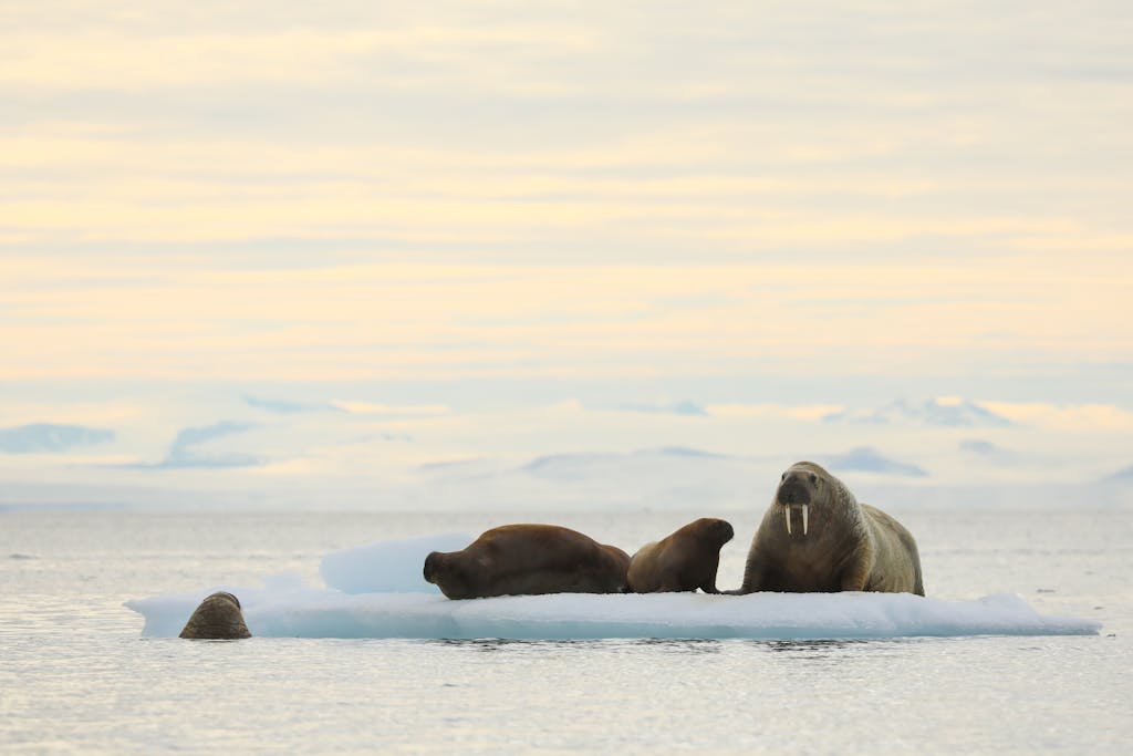 Behind the Lens: The Mighty Walrus of the Arctic