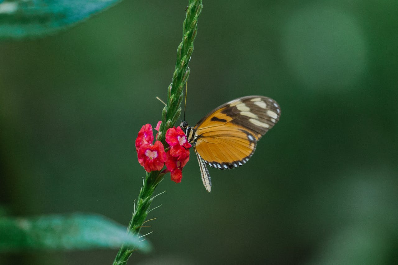 Behind the Lens: Travel to Costa Rica to Find Serenity Among Orchids