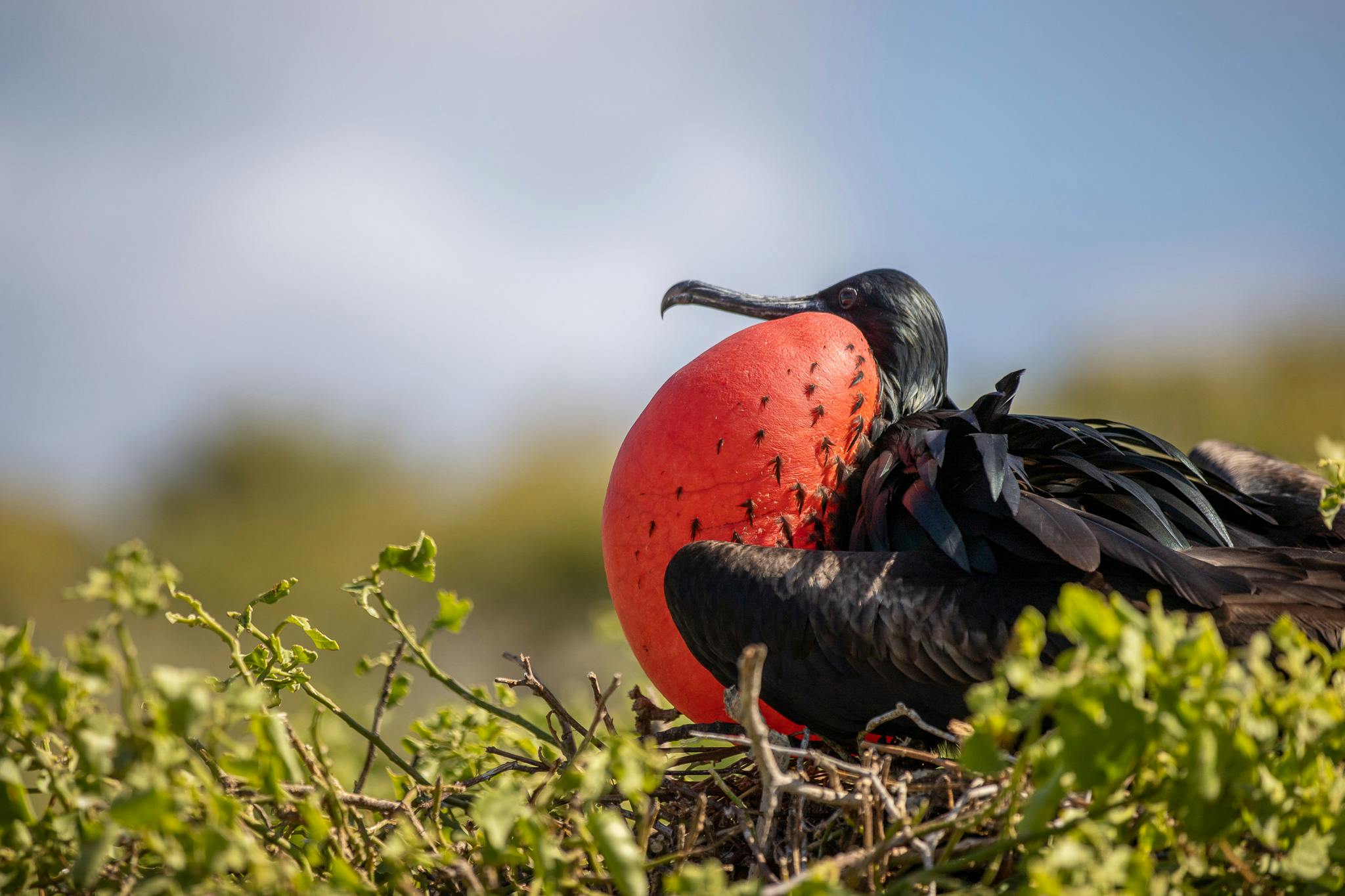 Behind the Lens: Voluptuous Frigate Birds in Galápagos