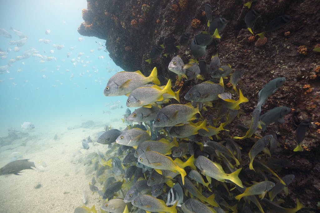 Behind the Lens: Why Freediving in the Galápagos is Like Constant Meditation