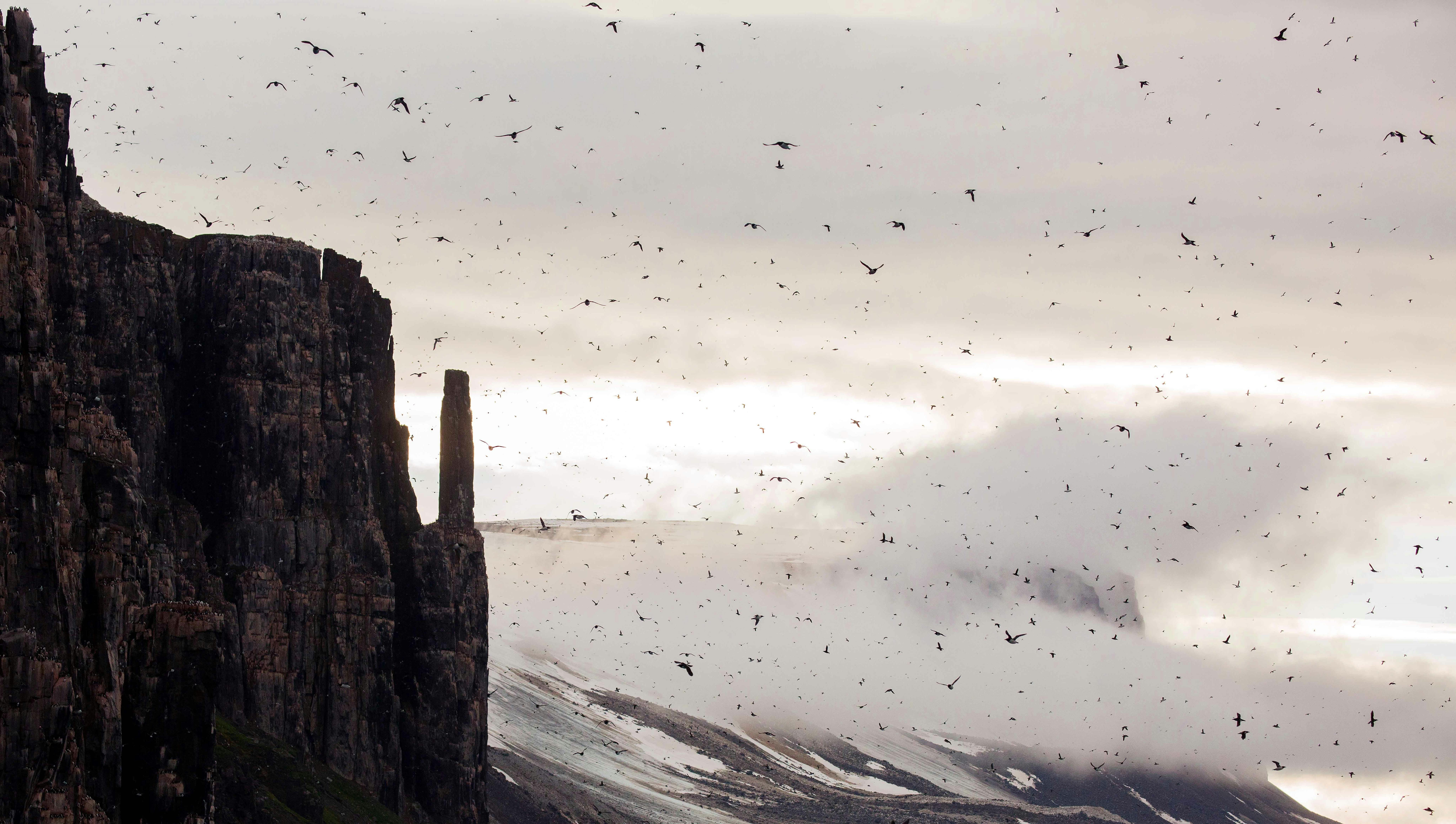 Bird Watching at Its Best: Alkefjellet Is Perfect for Seeing Diverse Seabirds