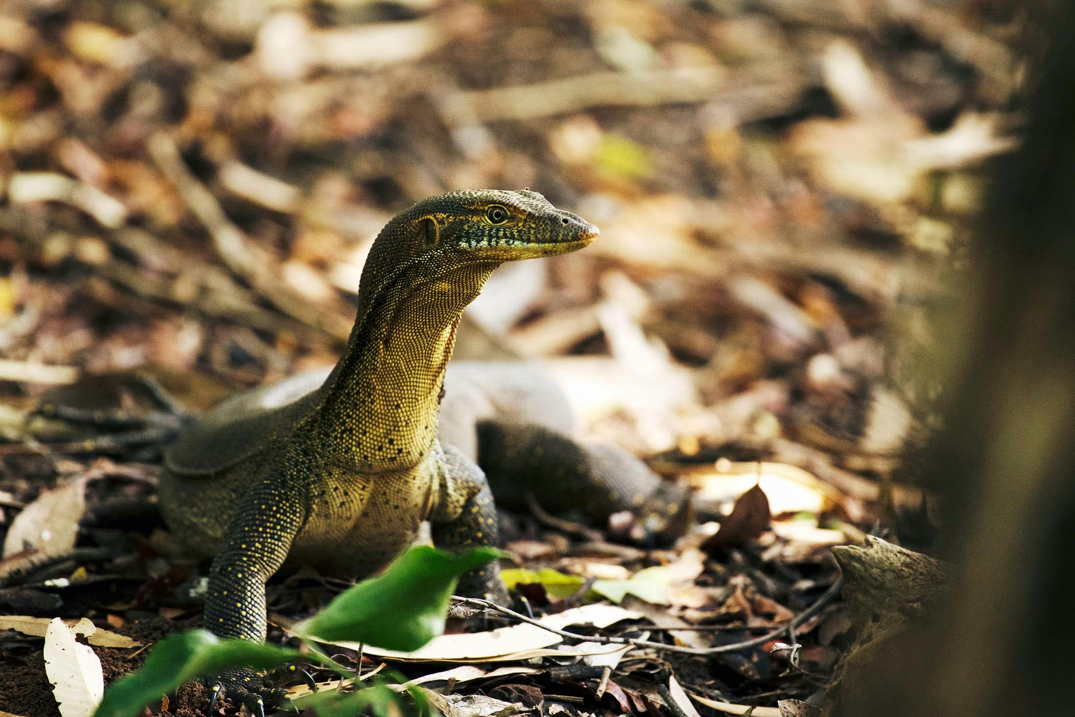 Birdwatching in Australia? Look to the Ord River, a Haven for Wildlife