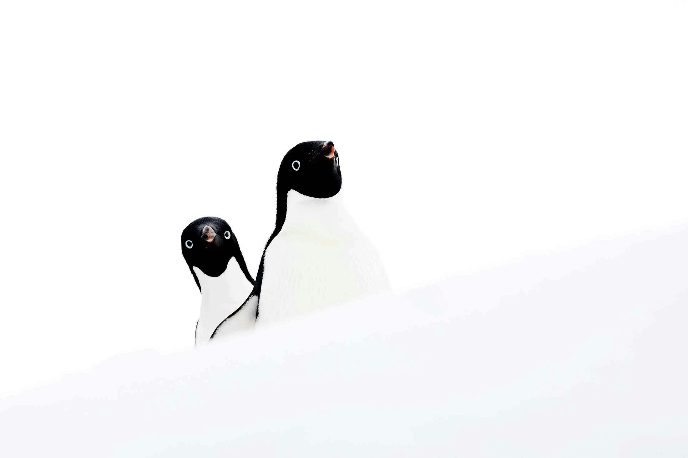 Brush-Tailed Penguins: Antarctica’s Tuxedo-Toned Ambassadors