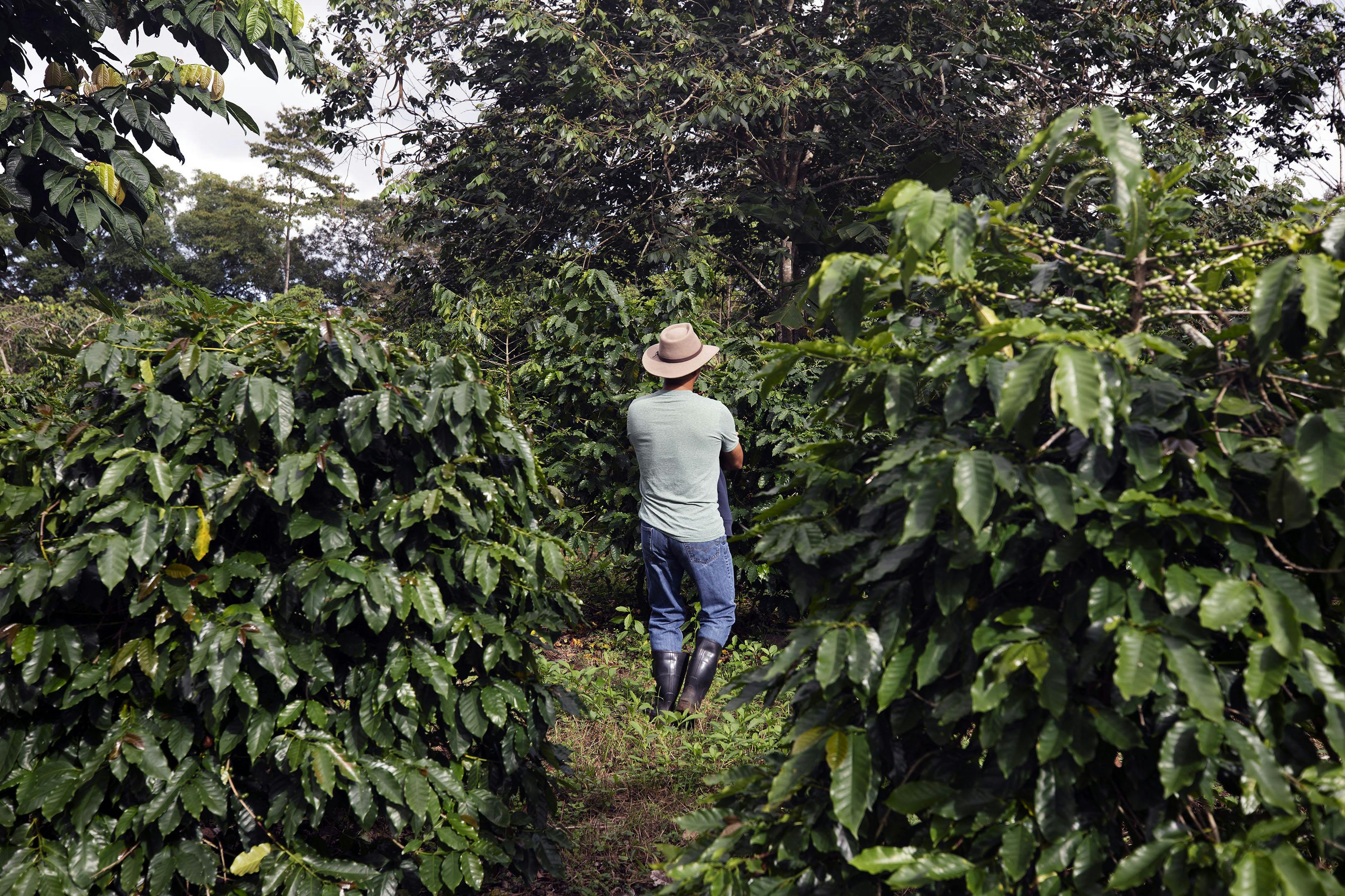 Building a Sustainable — and Delicious — Business Out of Galapagos Coffee