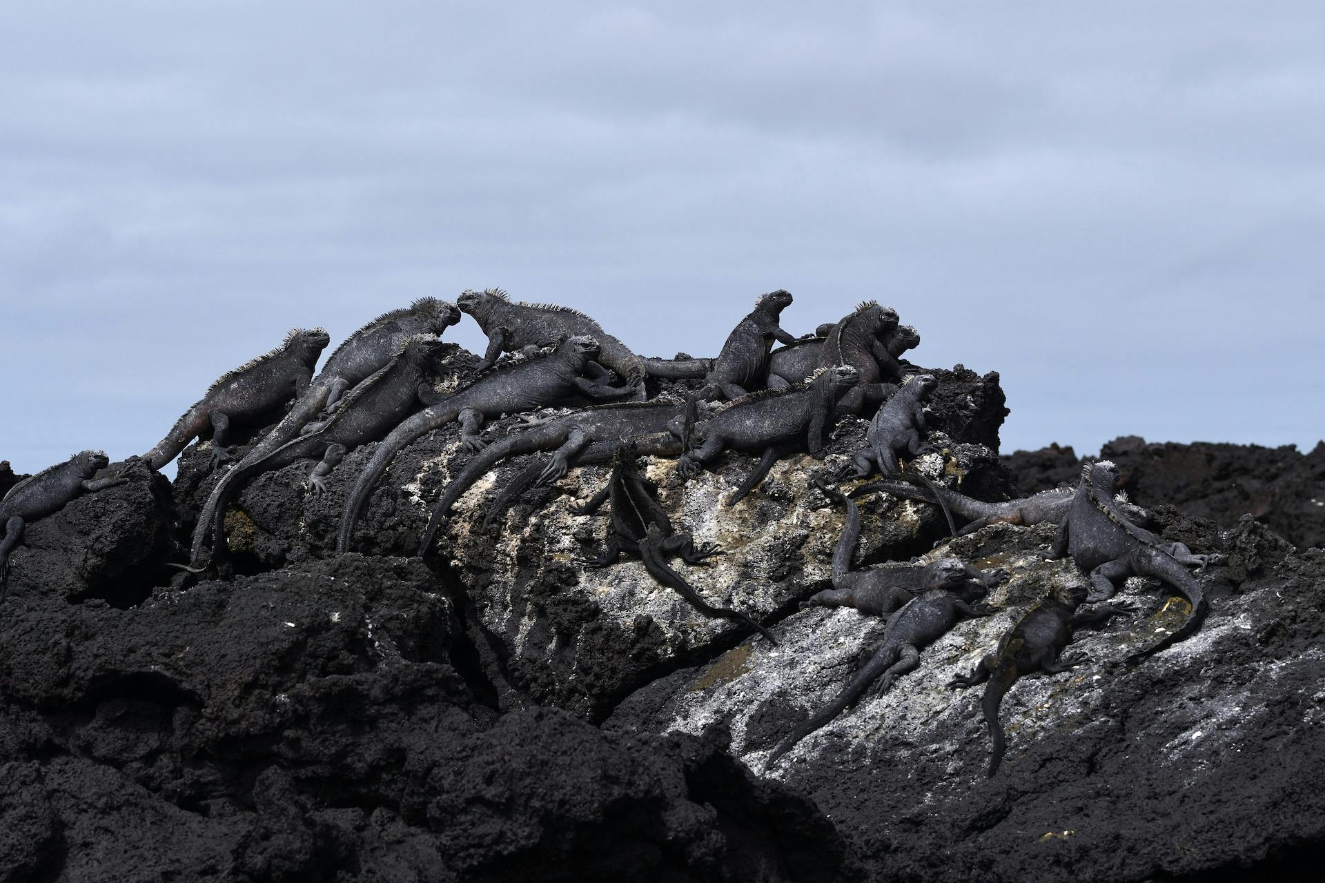 Cartography Magazine Reports from the Galápagos: Animal Noises