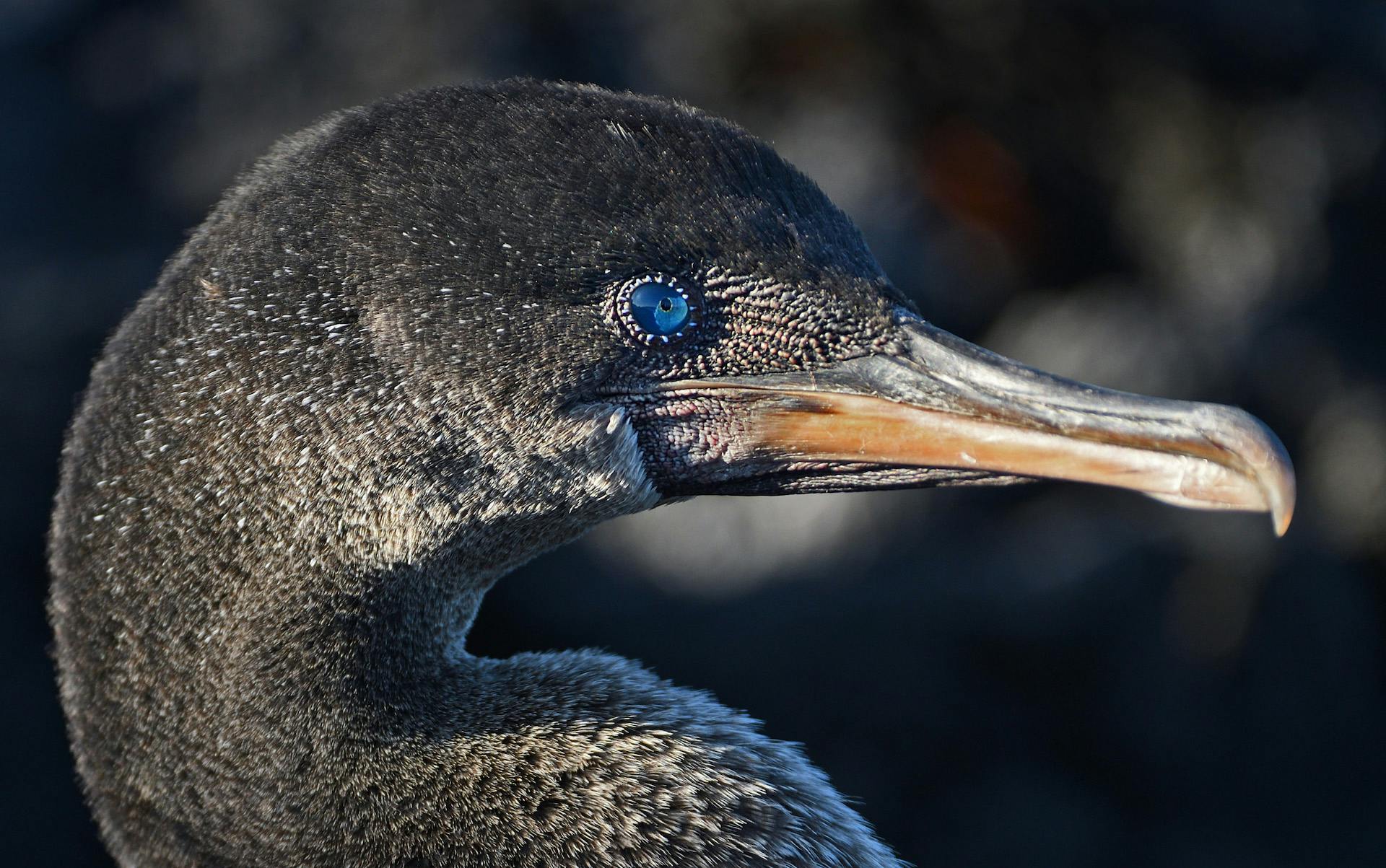 Cartography Magazine Reports from the Galápagos:  Espanto y Miedo