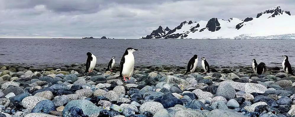 CBS’ Peter Greenberg’s a Natural to Emcee Silver Endeavour Christening in Antarctica