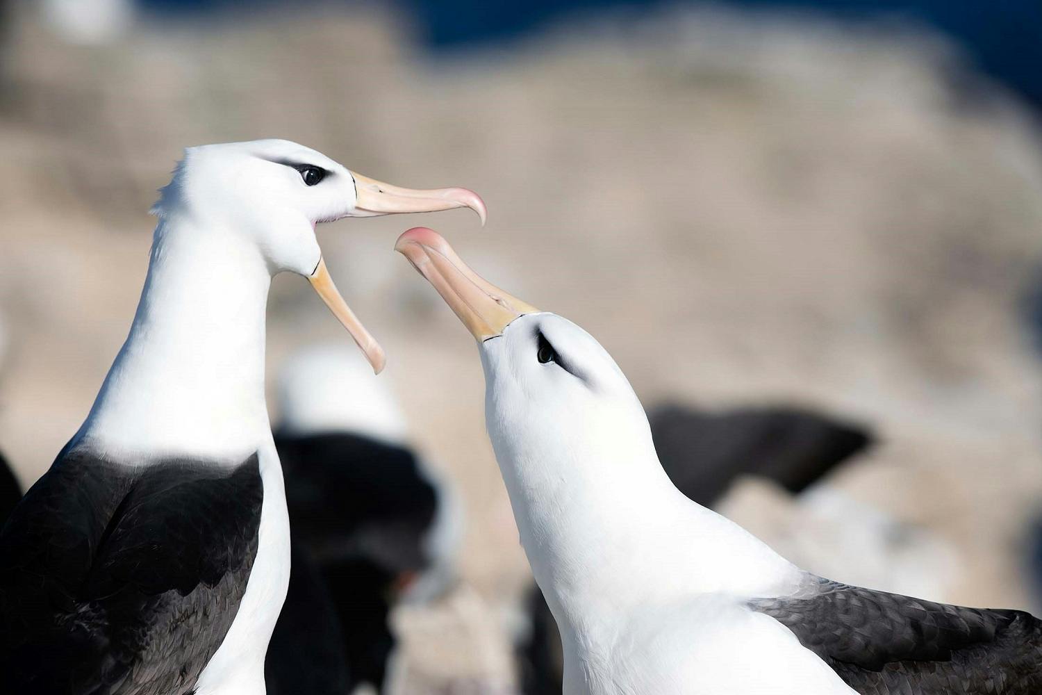 Discovering the Albatrosses of West Point Island, Once Known as Albatross Island