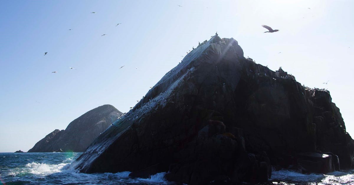 Exceptional Wildlife Spotting on Russia’s Iony Island