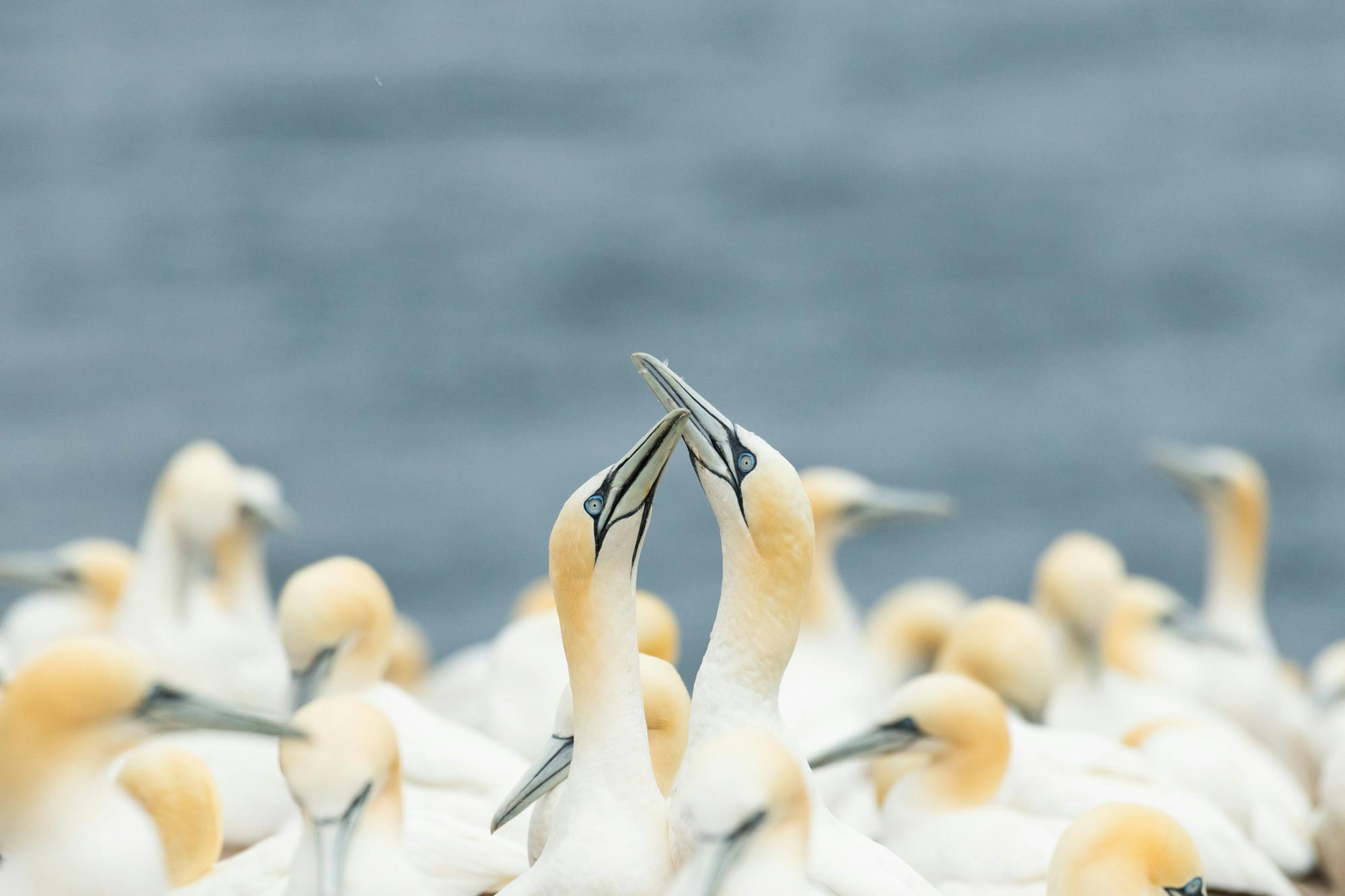 Explore the Incredible Wildlife at Bonaventure Island