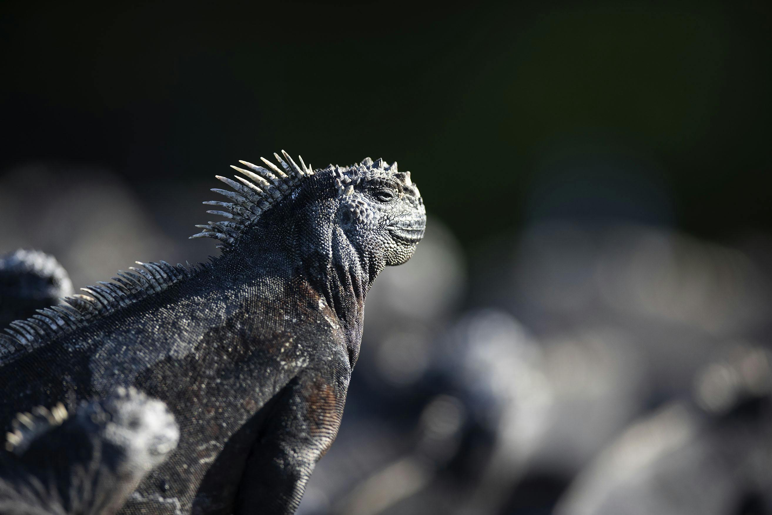 Far from Clumsy Lizards: Five Fascinating Marine Iguana Facts