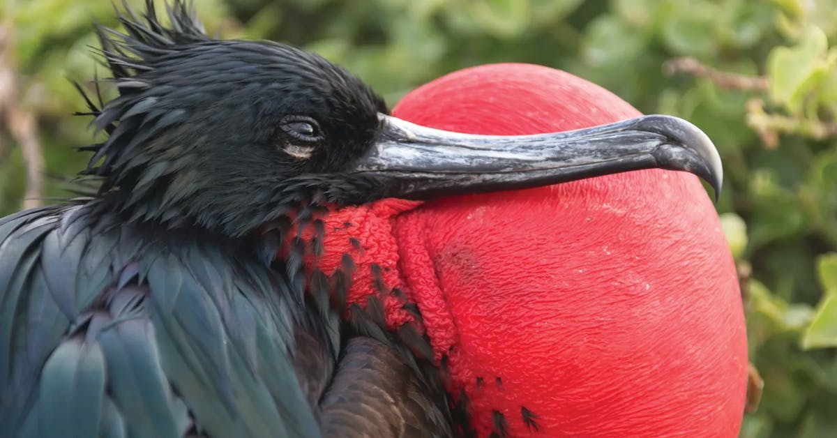 From Blue-Footed Boobies to Mockingbirds: 10 Must-See Birds in the Galápagos