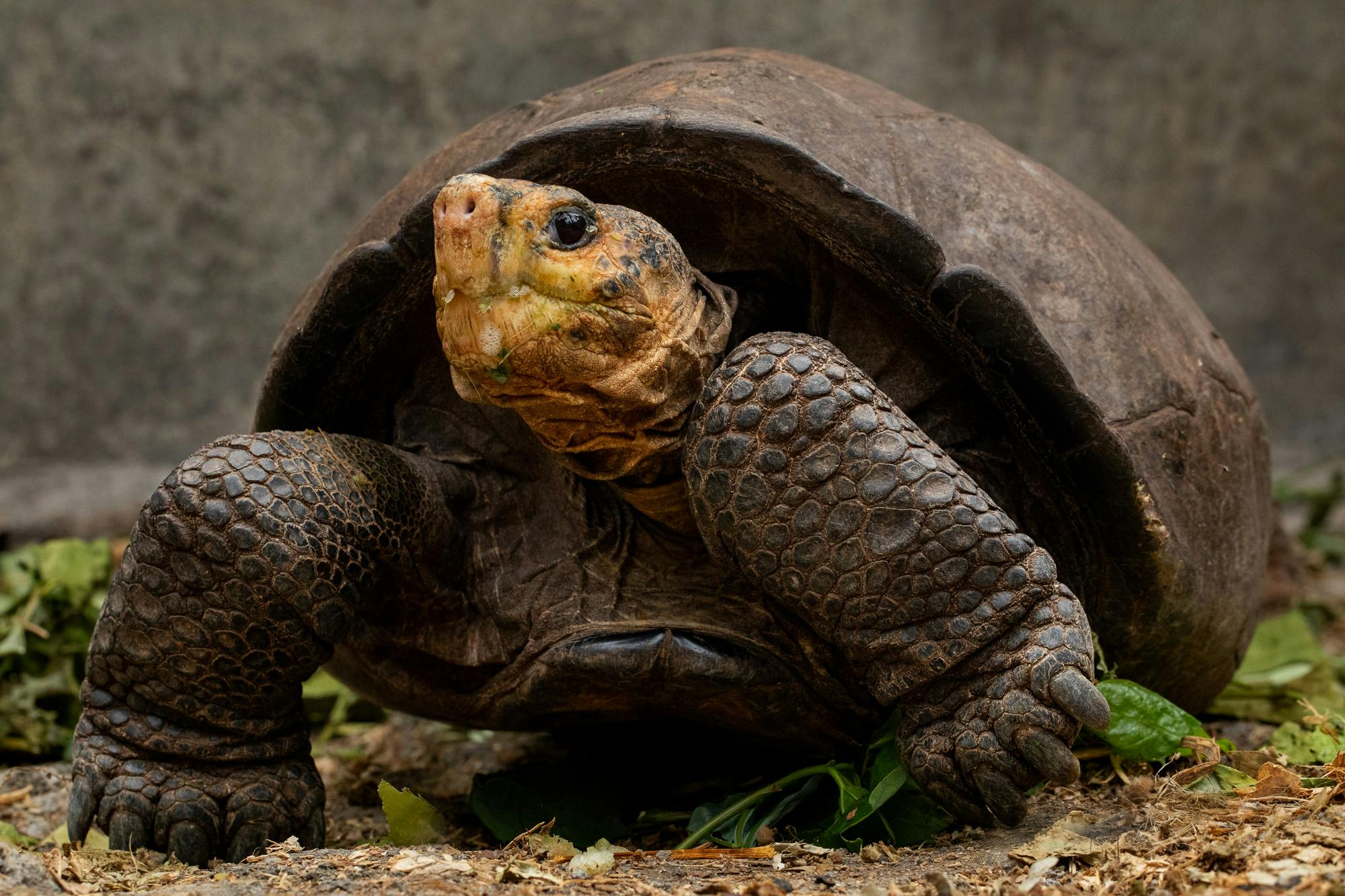 Giant Tortoise Considered Extinct Confirmed in Galápagos Islands; Silversea Guide Plays Part