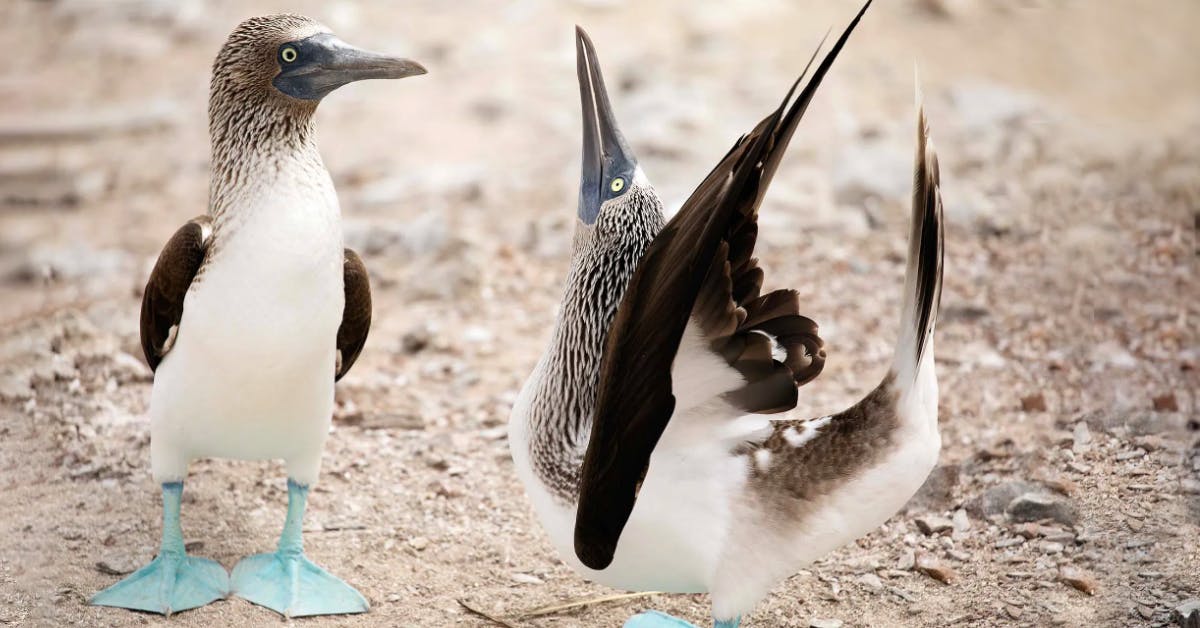 Is a Dancing Blue-Footed Booby Trying to Attract a Mate?