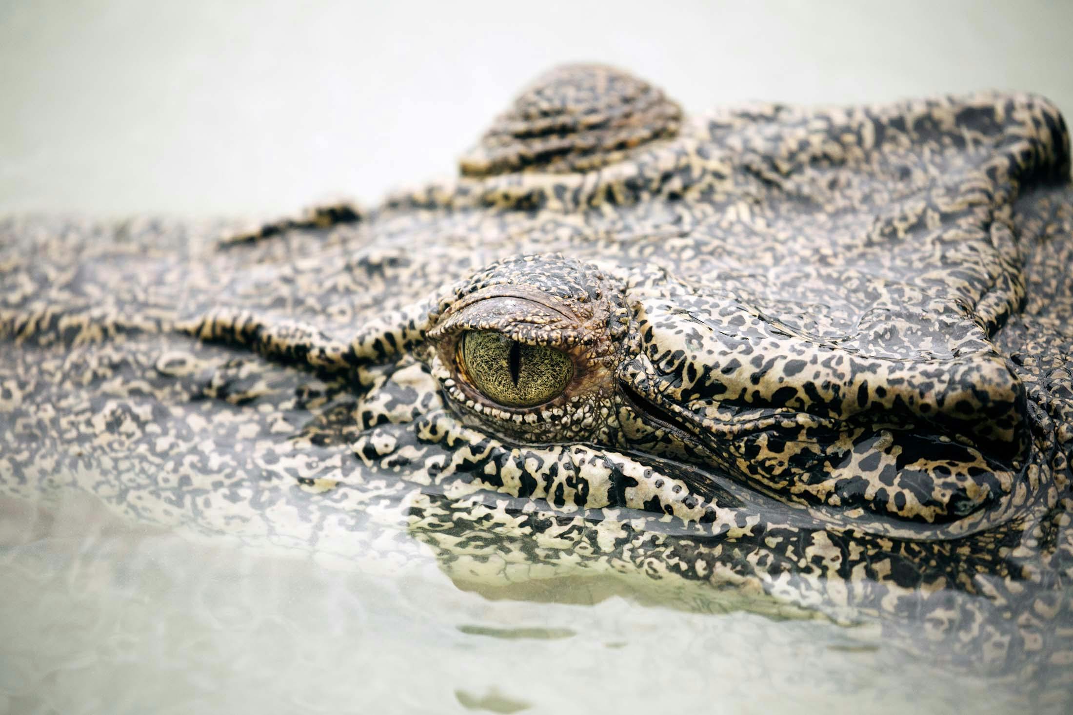 Let’s Get Enriched: Damon Ramsey Dishes on Australian Reptiles