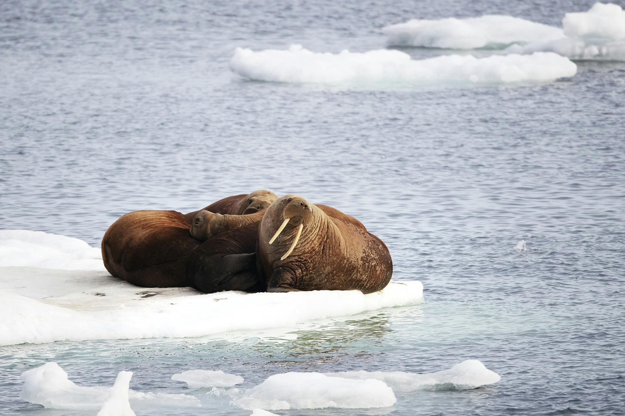 Let’s Get Enriched: The Magnificent Walrus of the Arctic