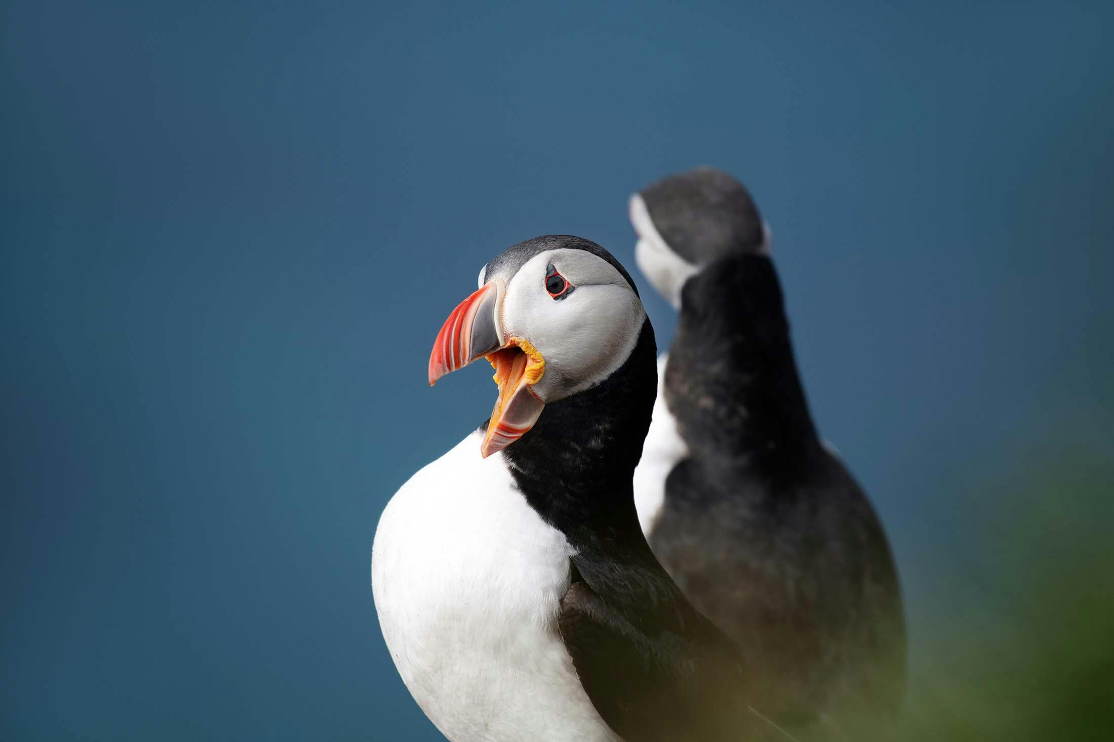 Lovable Puffins: A Spotter’s Guide