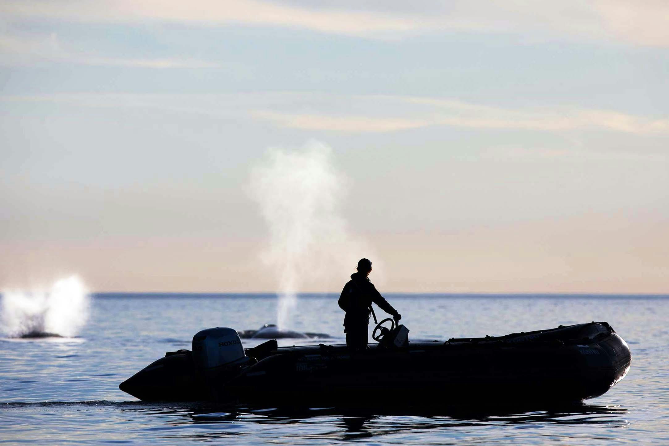 Meet Cory Hom-Weaver, Silversea’s Expert Whale Whisperer