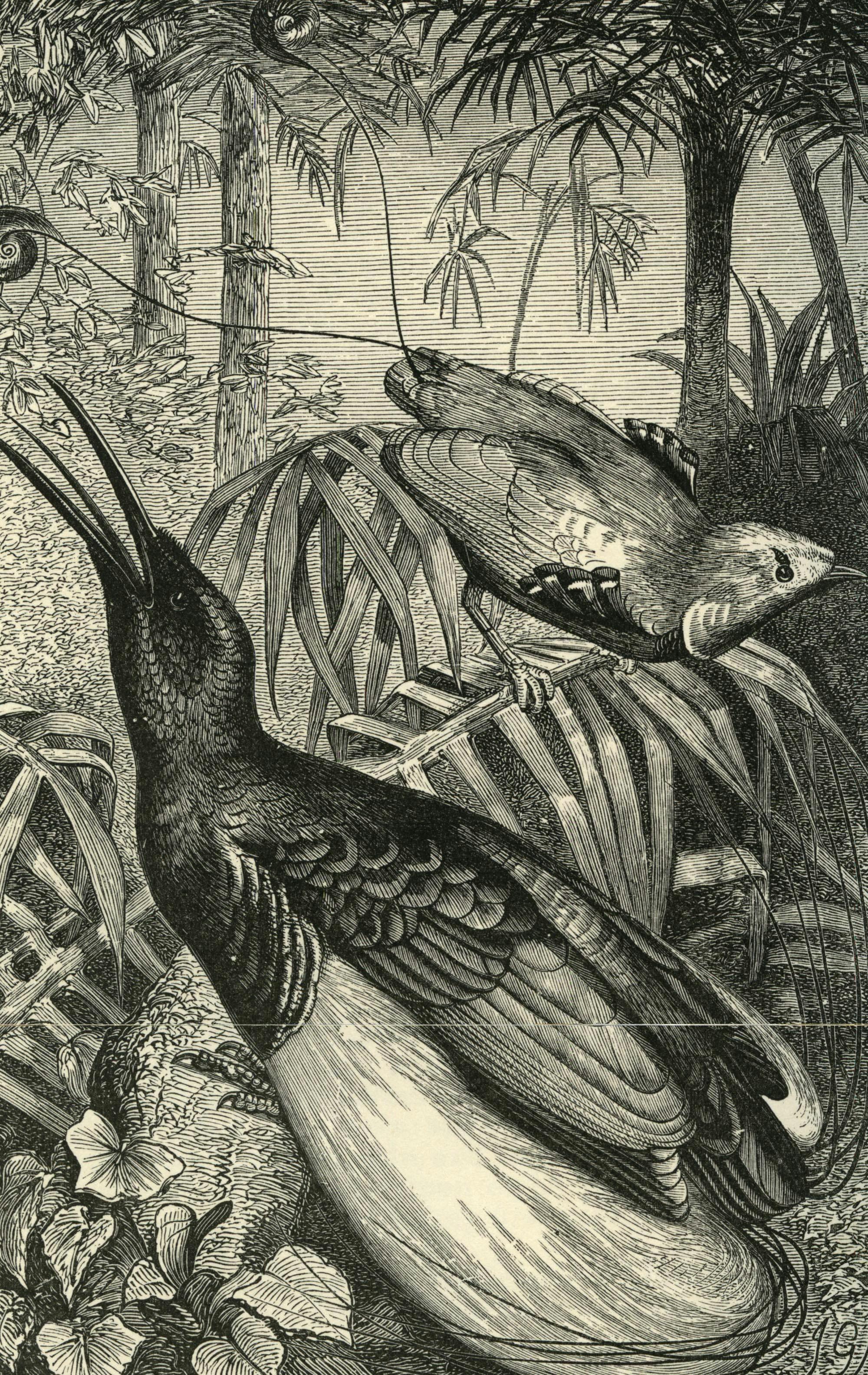 Meet the “Darwin of the East”: The Extraordinary Life of Alfred Russel Wallace