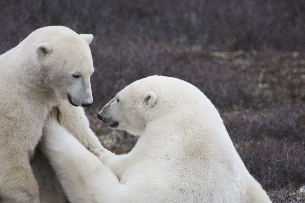 Northern Canada’s Arctic is a Mystery to Many; a Native Canadian Shares Impressions