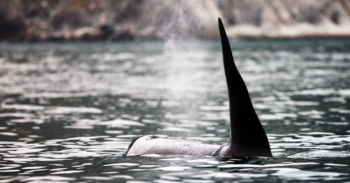 Orca Pod Watching: Getting to Know the Behavior of Wild Killer Whales