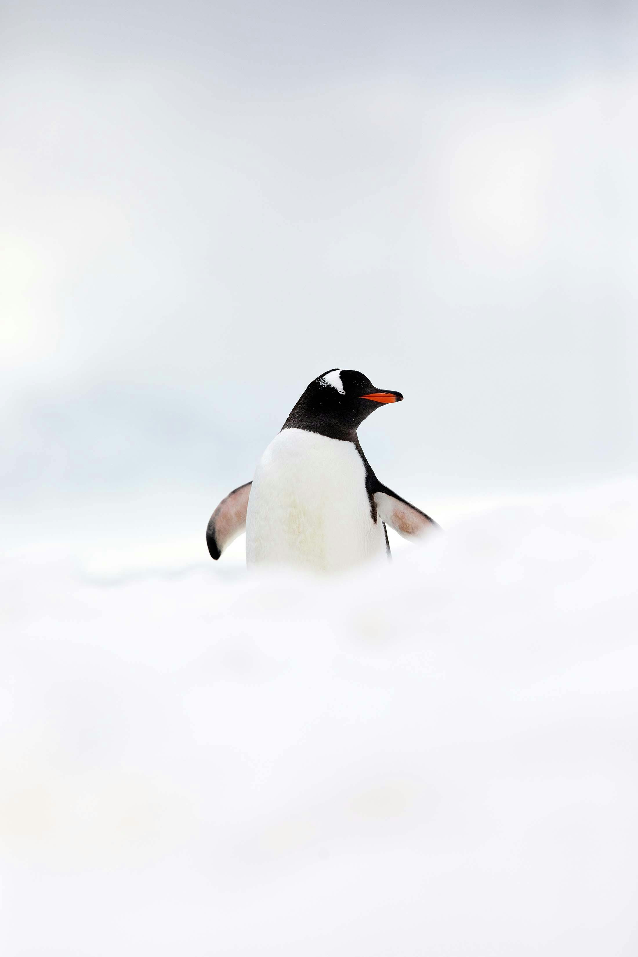 Penguins in Antarctica: Types, Facts and How to See Them