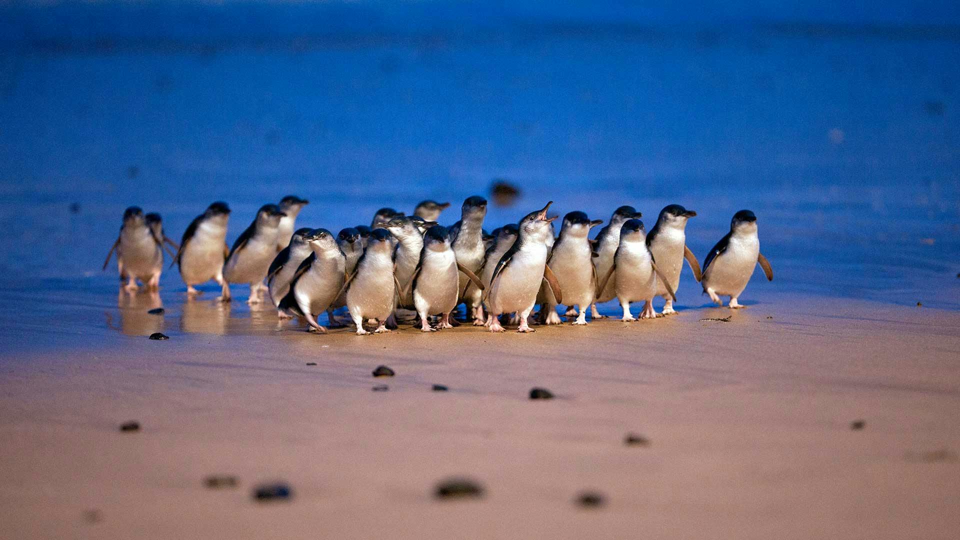 Phillip Island’s Parading Penguins Are an Australian Fairy Tale Come to Life