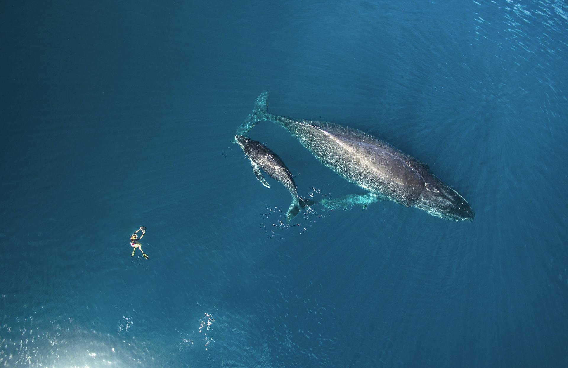 Photogenic Giants: Encountering  Humpback Whales in French Polynesia and Pacific