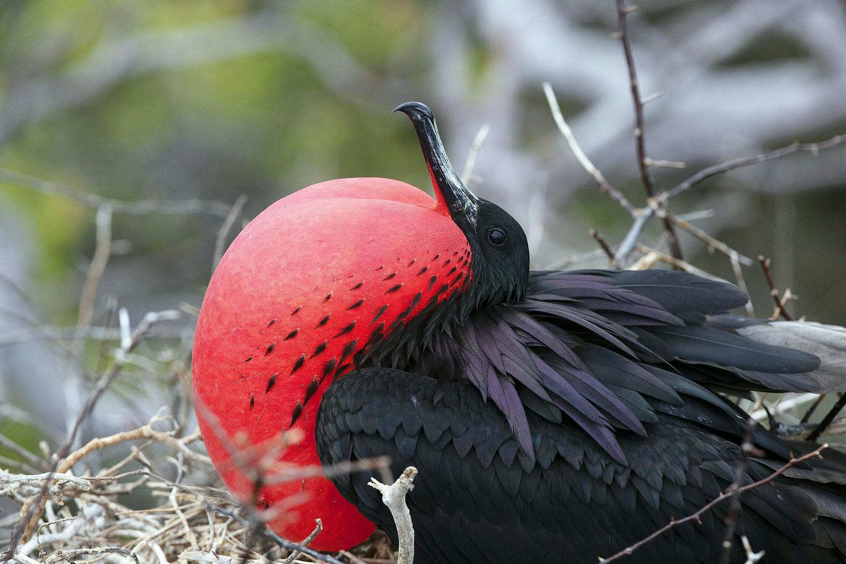 Photographic Exploration: Dramatic Images From the Galapagos Islands’ Birds