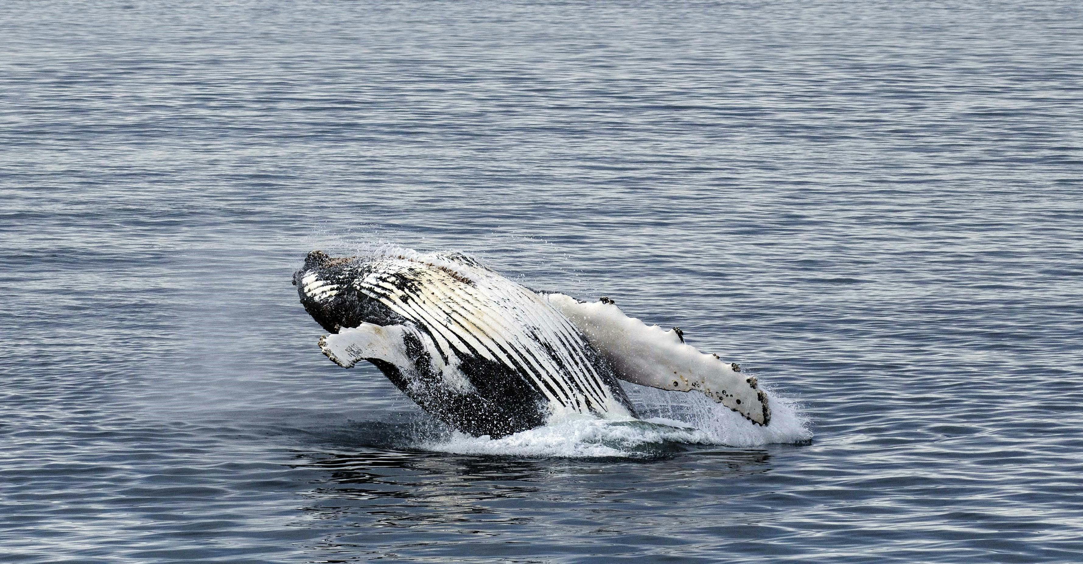 Recovery and Resilience:  Humpback Whales in Antarctica Are on the Rise