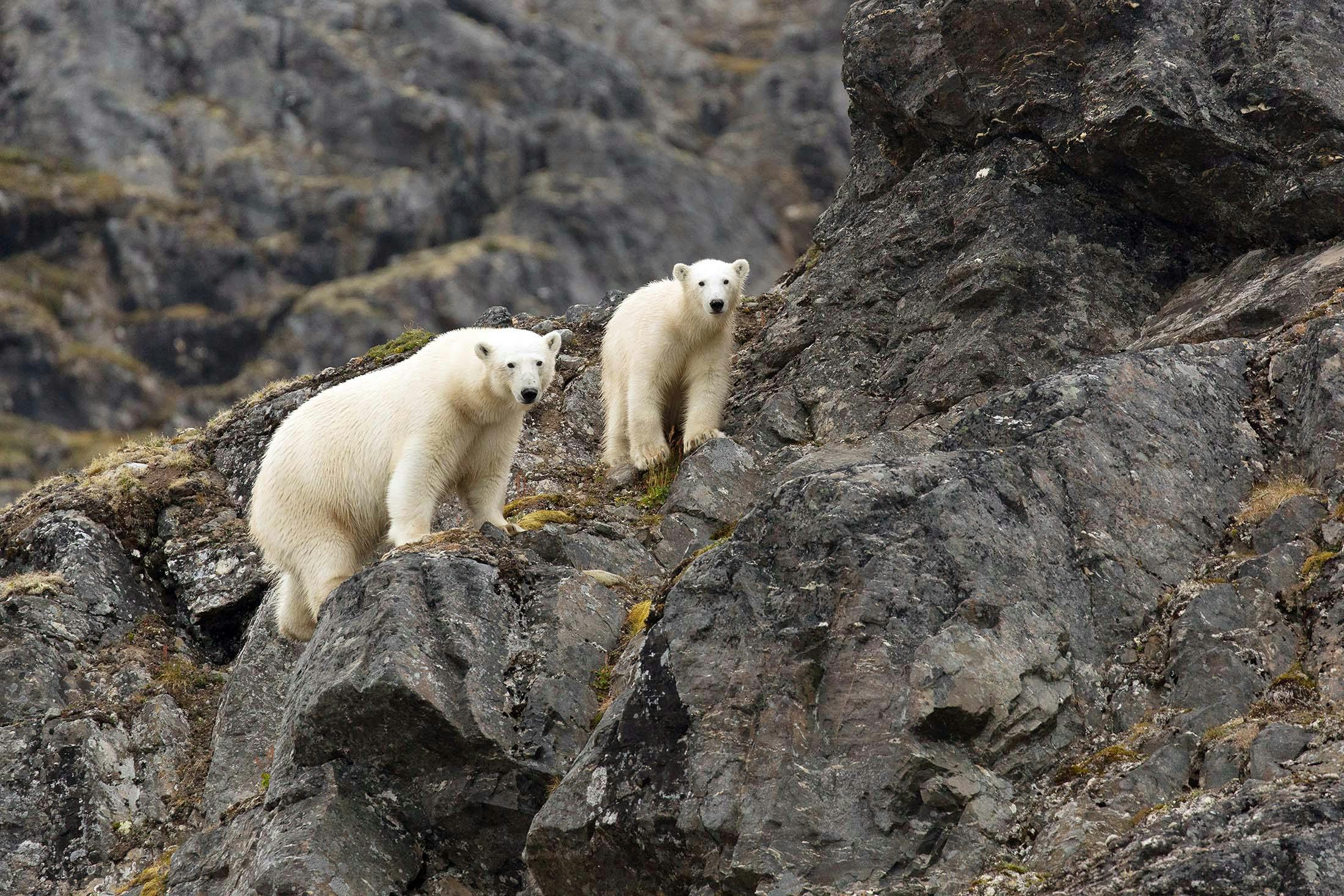 Riders of Icebergs: Admiring the Wild Polar Bears of the Arctic