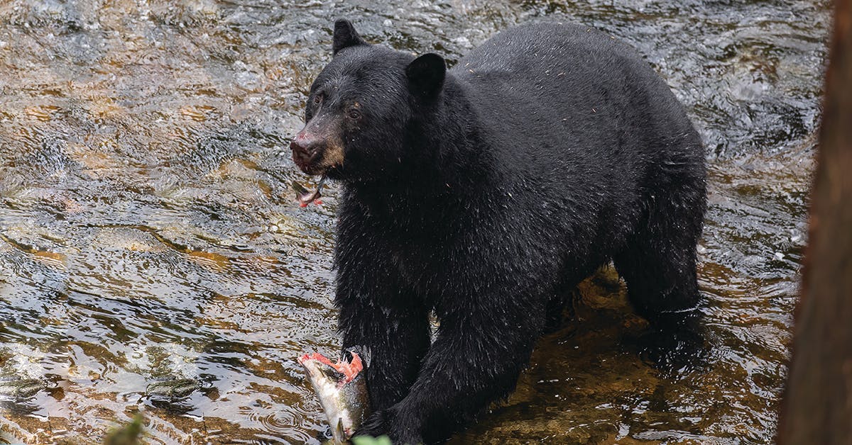 Salmon Run: When to Go Salmon Fishing in Alaska