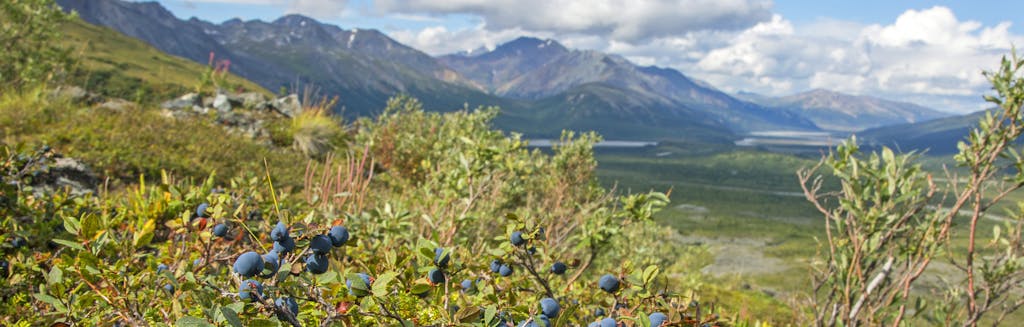 Salmon Sisters Join S.A.L.T. to Share Alaska’s Culinary Secrets