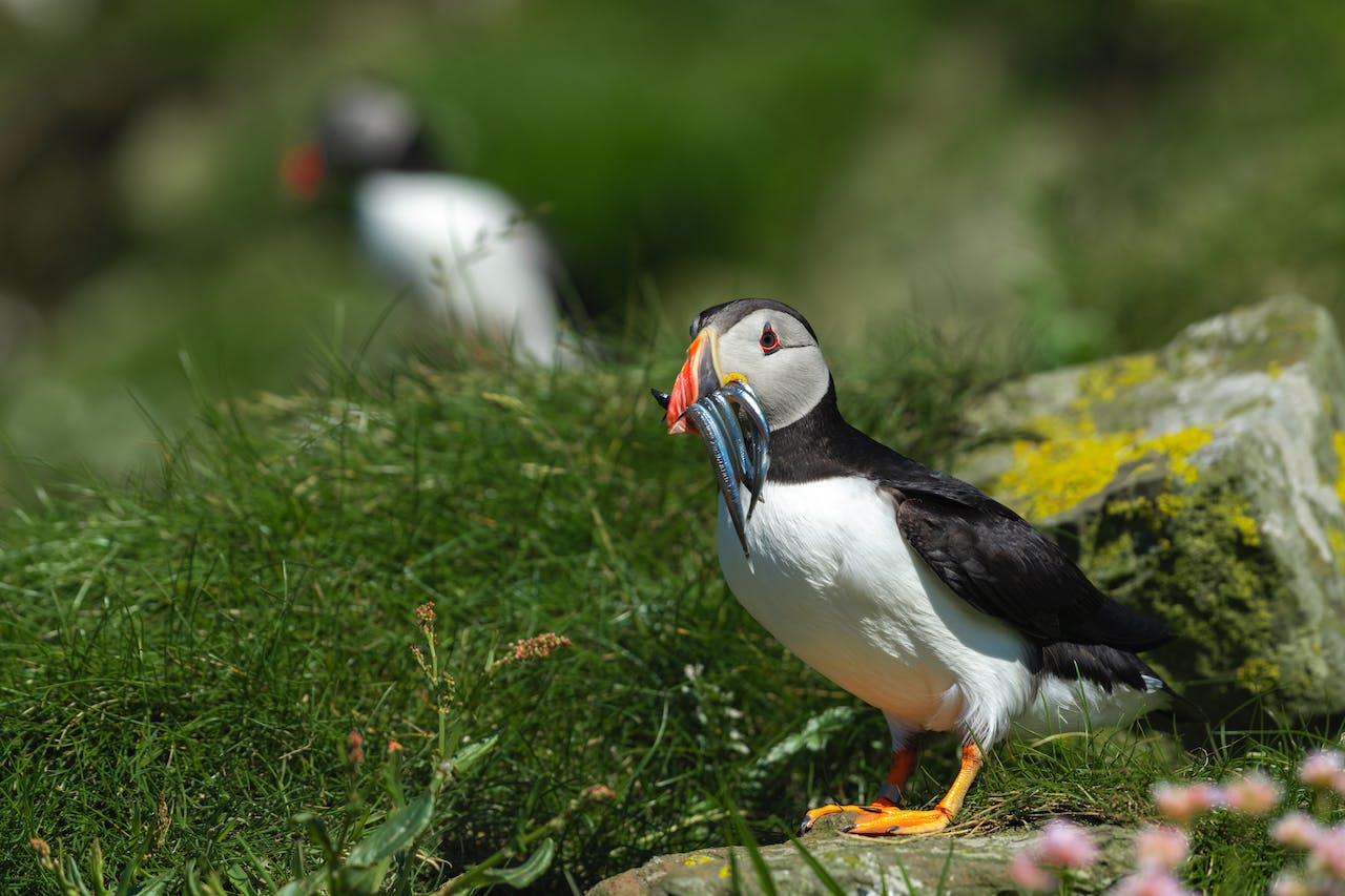 Seeking Things to Do in Scotland? See the Atlantic Puffins on the Isle of Lunga