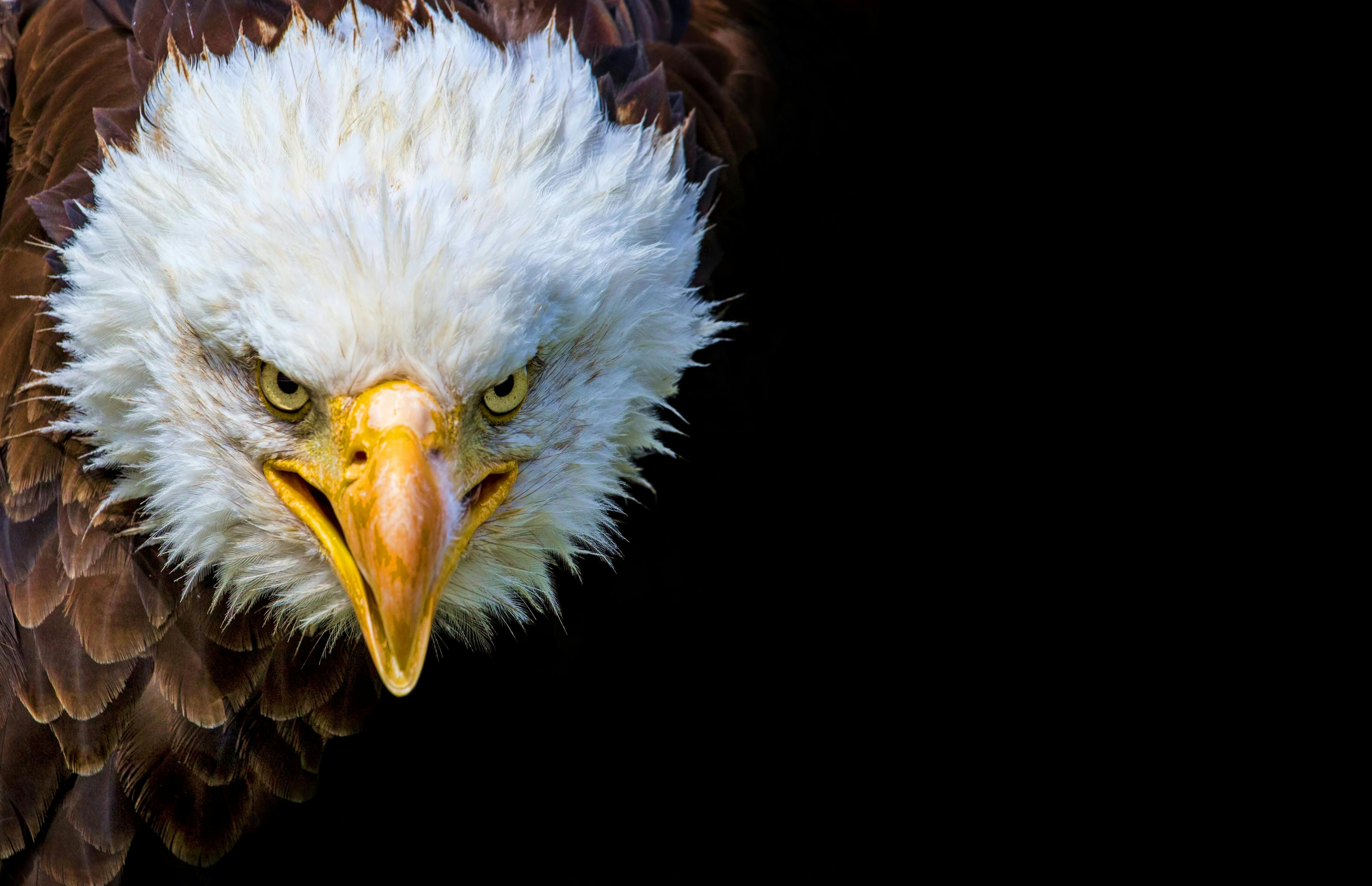 Soaring Video Captures the Triumphant Comeback of Alaska’s Bald Eagles