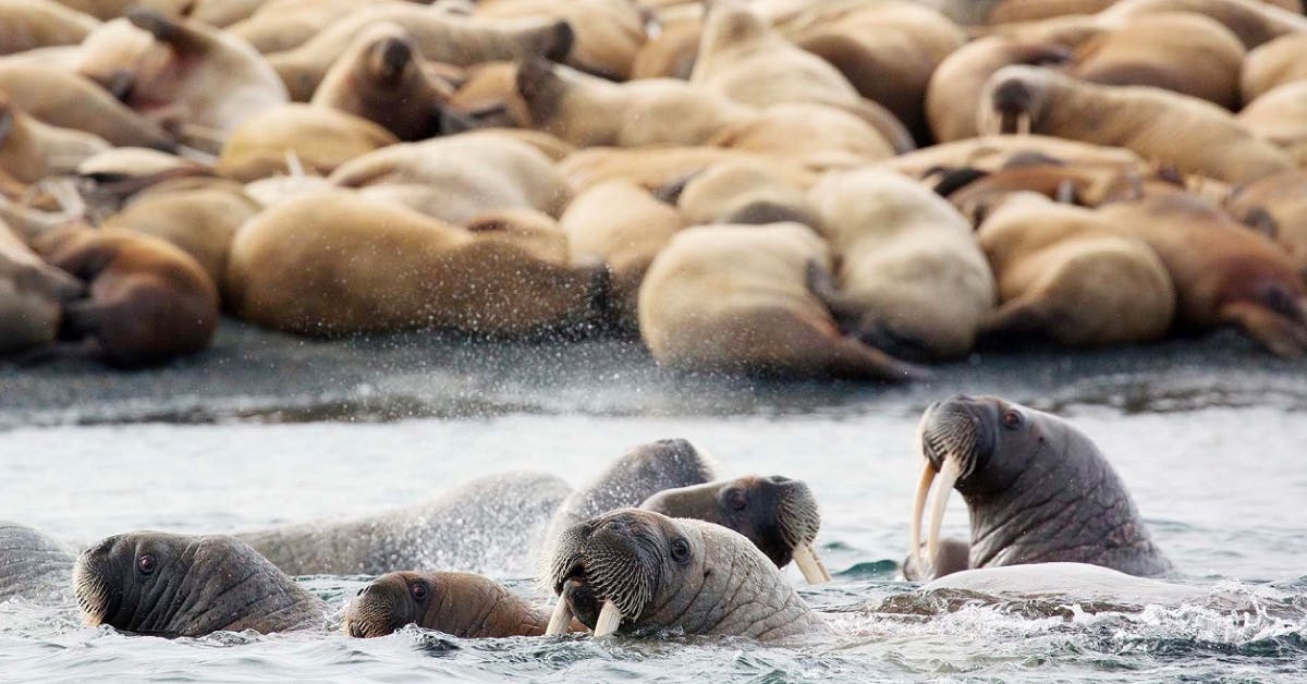 Stefan Kredel on Charting the Arctic: The Extraordinary Northwest and Northeast Passages