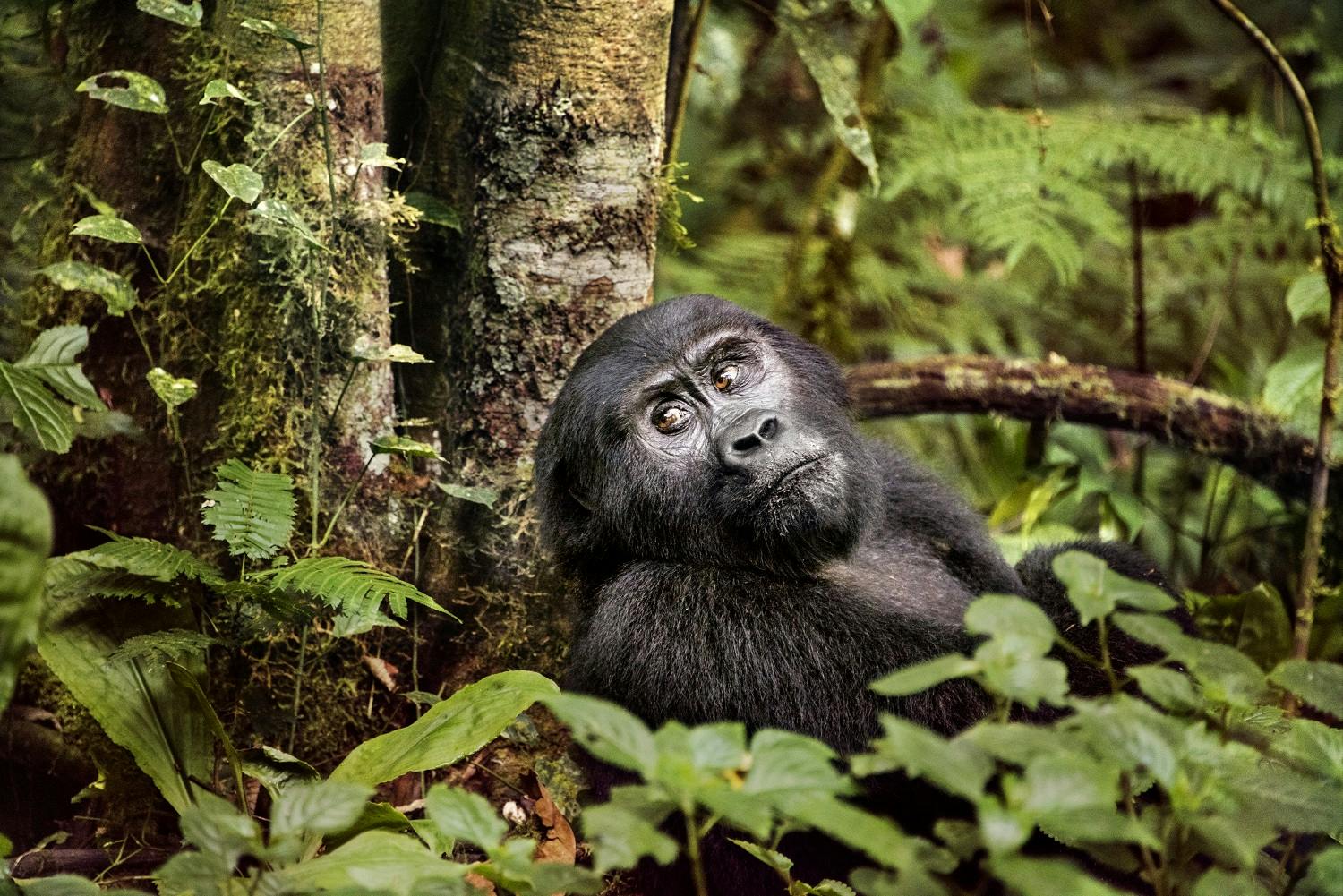 Steve McCurry’s Journeys to Animal Kingdoms: 7 Stunning Images of Wildlife