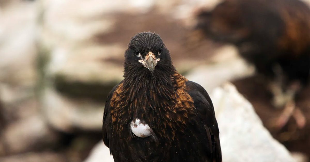 Striated Caracaras: Тhe Mischievous Stars of Falkland Islands’ Wildlife