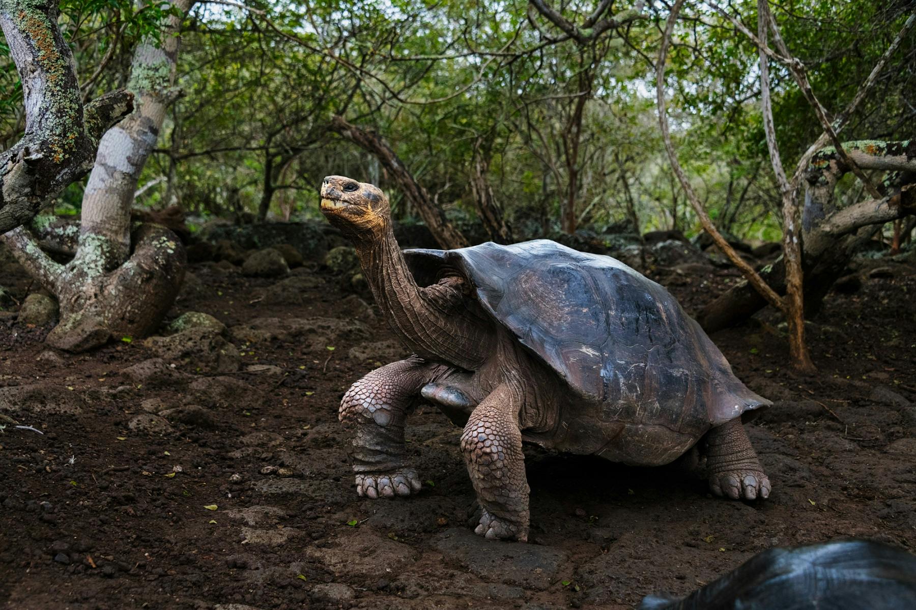 Striking Awe: Steve McCurry’s Nature Photography in the Galápagos