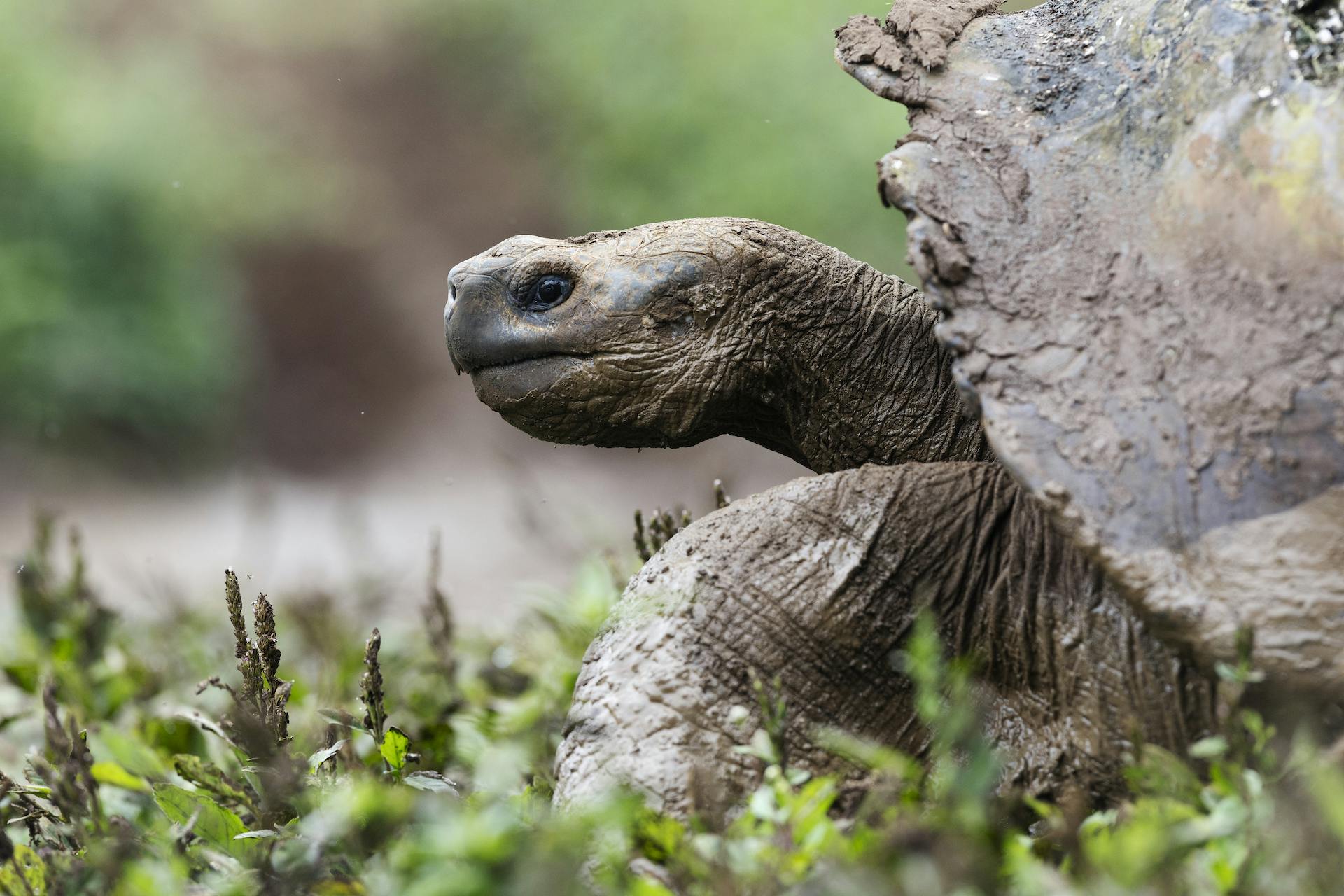 Sustainability in Ecuador: On a Farm, Coffee and Giant Tortoises Live in Harmony