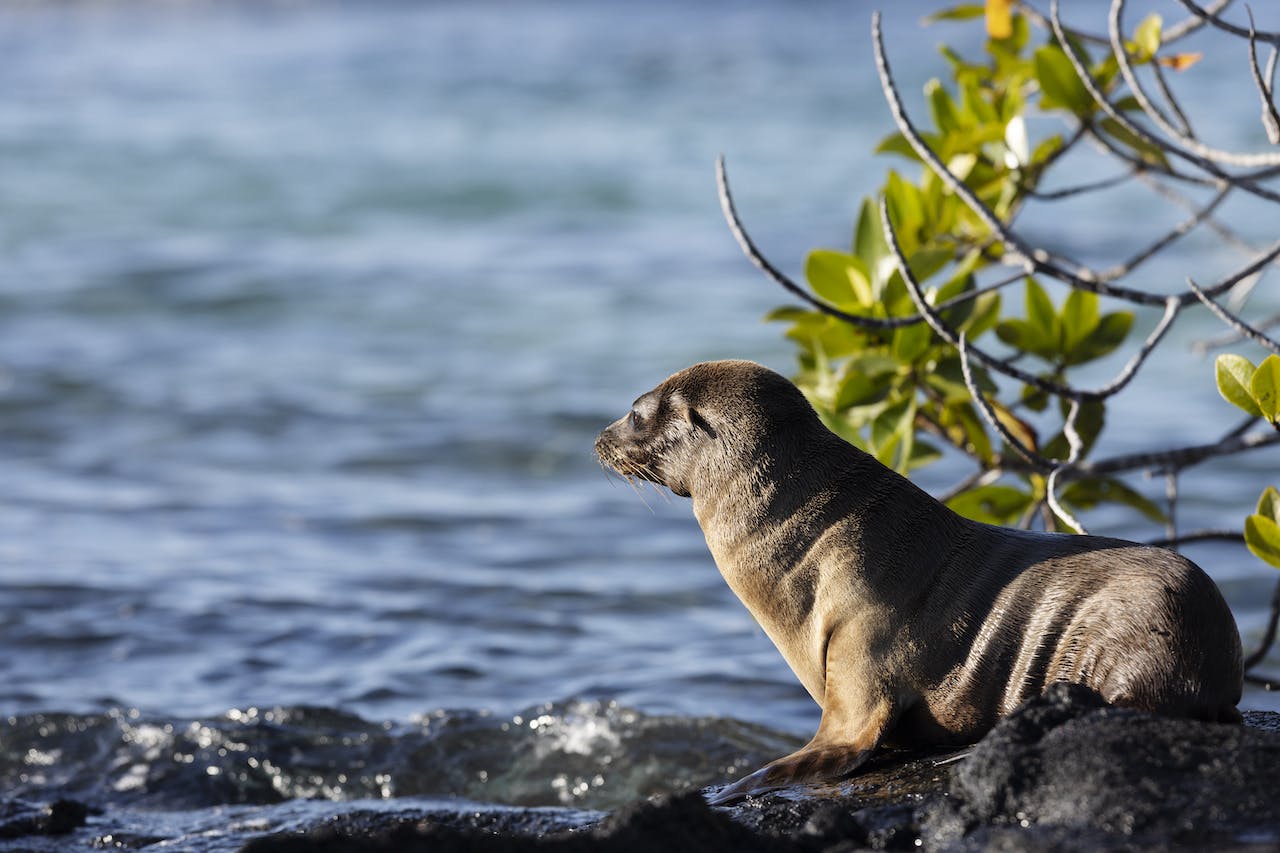 Sustainability in the Galápagos: For Marine Iguanas and Much More Marine Life