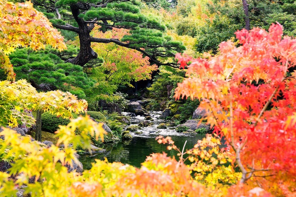 The Japanese Zen Garden: Explore the Different Types, Elements and Pictures