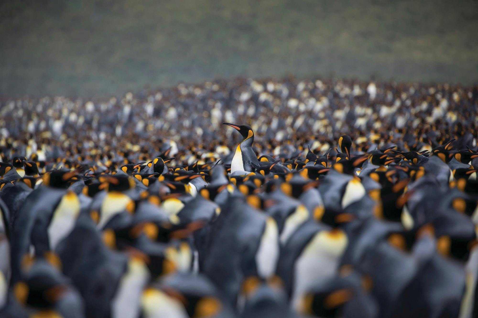 The King Penguin of South Georgia: All You Need to Know