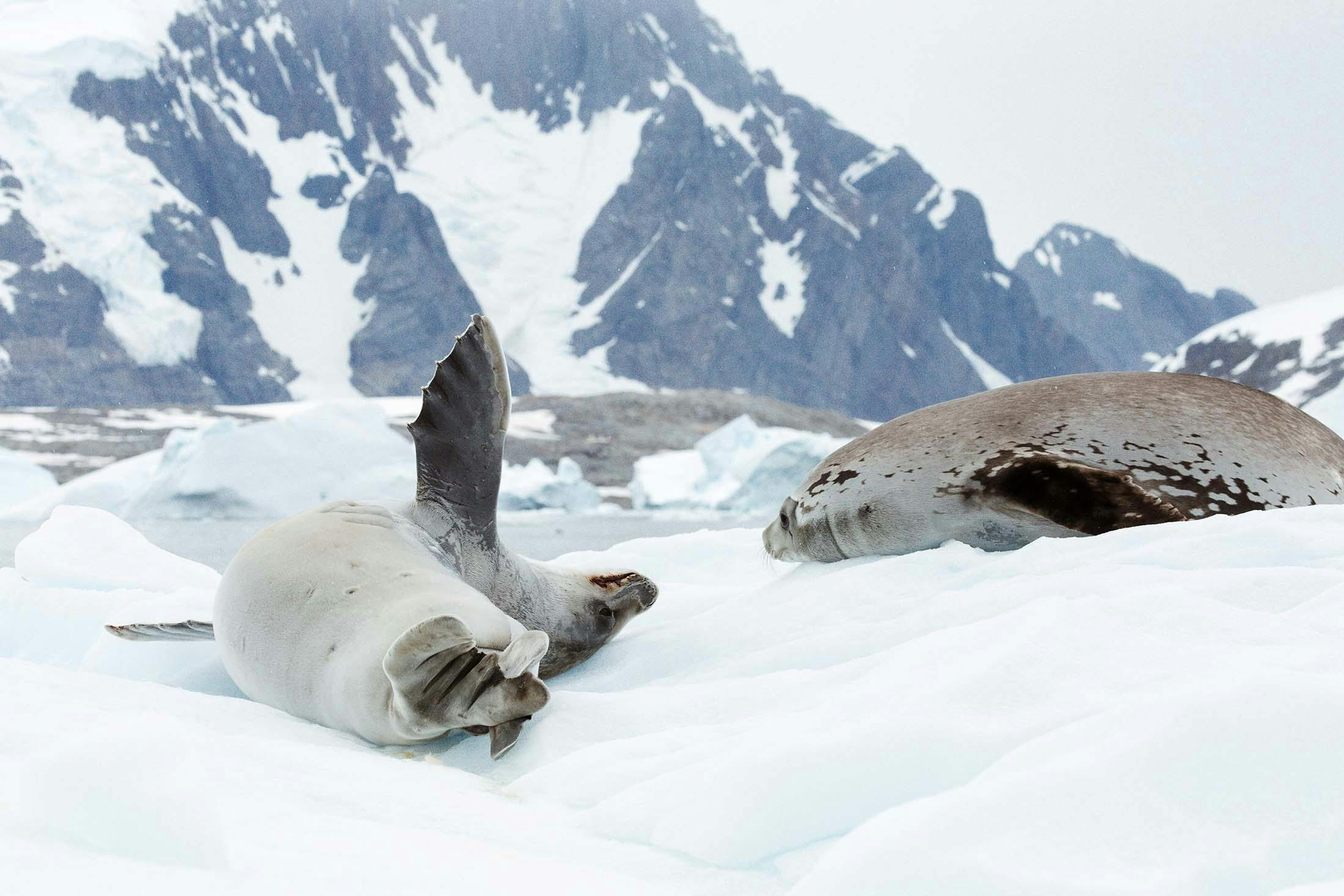 The Ultimate Guide to the Four Antarctic Seal Species