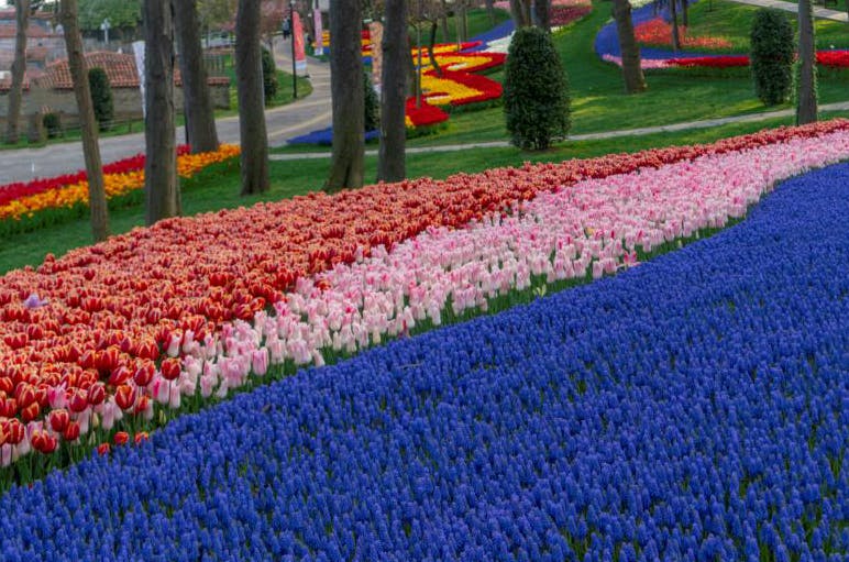 Tiptoe Through the Tulips (and Lots of Them) in Turkey